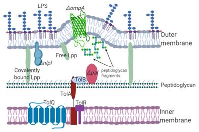 Outer Membrane Vesicles of Gram-Negative Bacteria: An Outlook on Biogenesis